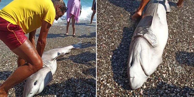 İki Metre Uzunluğundaki Köpekbalığı Antalya’da Kıyıya Vurdu