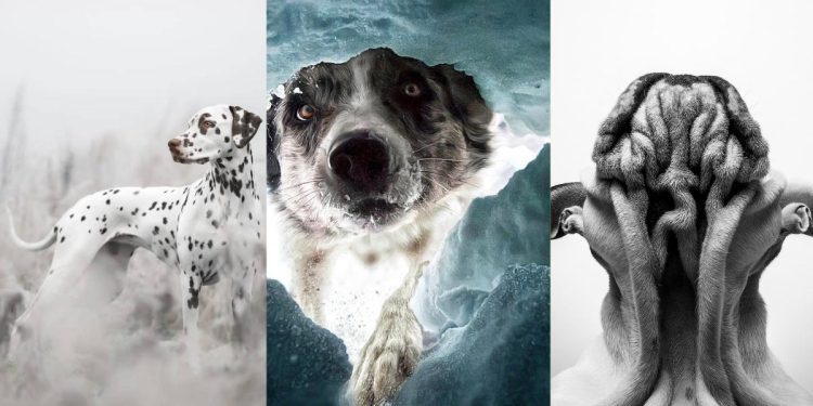 2022 Köpek Fotoğrafı Yarışması Kazananları Gözlerinizden Kalpler Fışkırtacak!