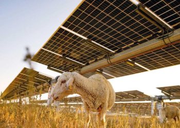 GES arazisinde hayvancılık dönemi… Karapınar GES’in altında biten otlar hayvancılığa açıldı